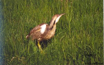 u26/godwit/medium/43412322.AMBI3.jpg