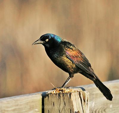 Common Grackle