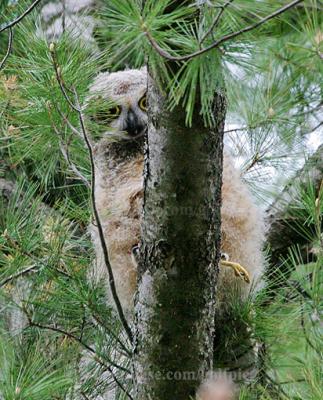 Baby owl dining on a bird, possibly a ring-billed gull