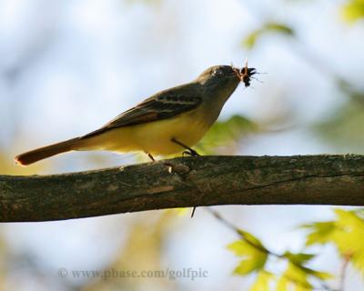 Great Crested Flycatcher with wasp