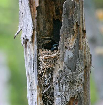 Common Grackle nest in tree cavity.  If you look closely you can see one parent peeking out.