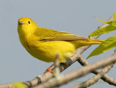 Yellow warbler closeup