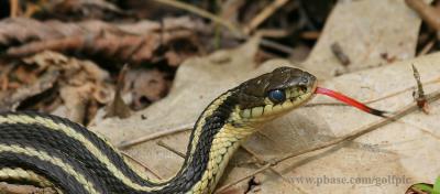 Garter snake about to shed.  Note the clouded eyes.