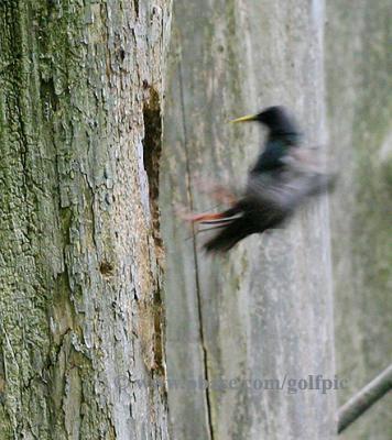 Starling pushing off and reversing flight from Flicker cavity after realizing it's not empty