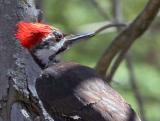 Pileated woodpecker [crop]