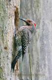 Northern Flicker excavating possible nest site