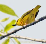 Yellow warbler with insect