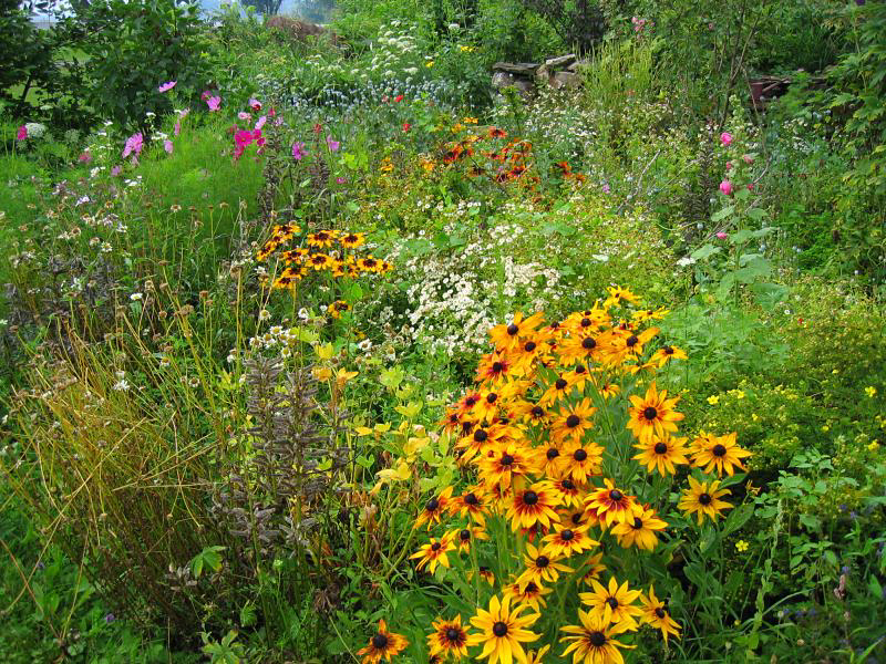 Garden1 -  Love the detail the S400 is able to obtain