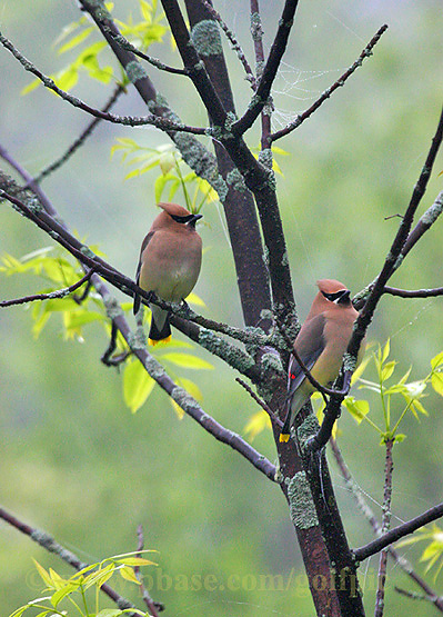 Cedar Waxwings