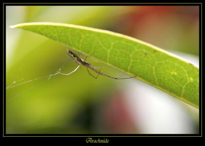u26/gparedes/medium/43322662.arachnide.jpg