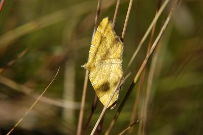 Yellow Shell