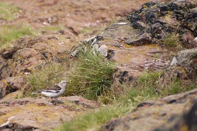 u26/grahamcheckley/medium/31739068.Snow_Bunting_Edinburgh_17052004_from_NEF_2445.jpg