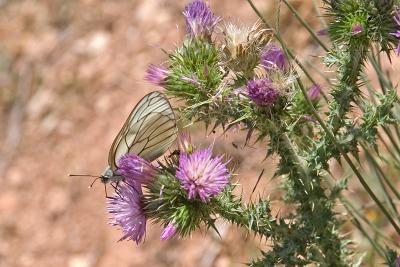 Black-veined White