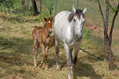 Horses