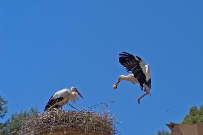 White Storks