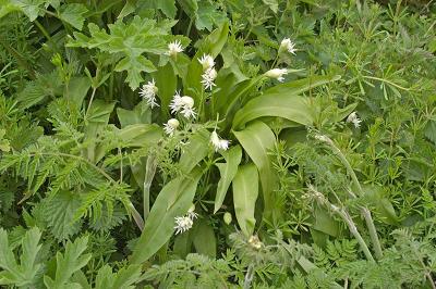 Ramsons