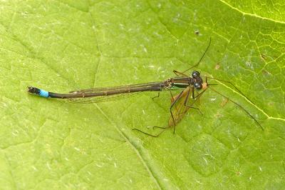 Blue-tailed Damselfly