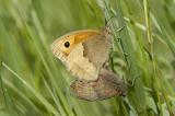 Meadow Browns