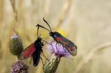 Burnet Moths
