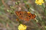 Provencal Fritillary