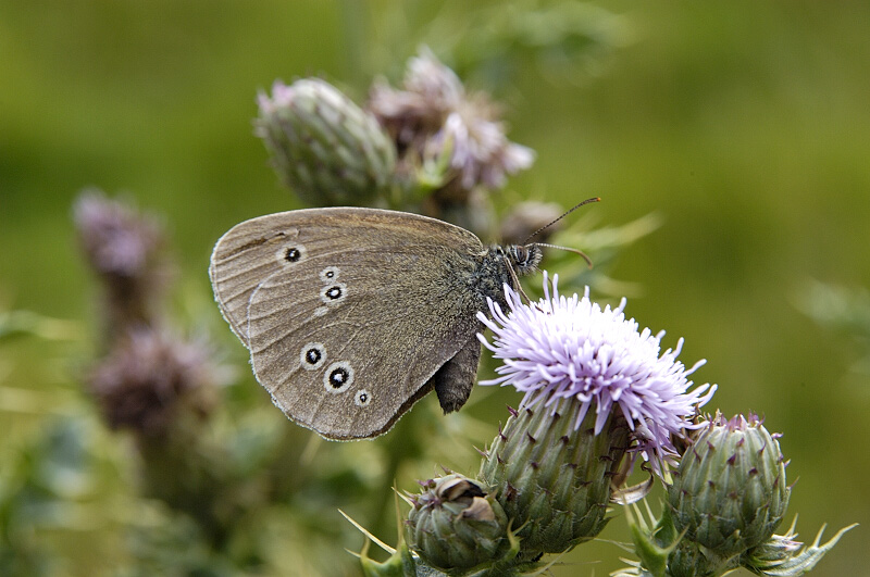 Ringlet