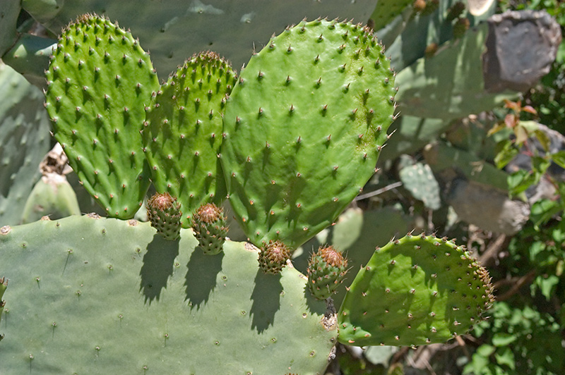 Prickly Pear