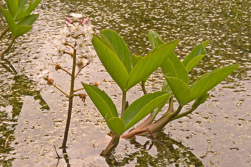 Bogbean