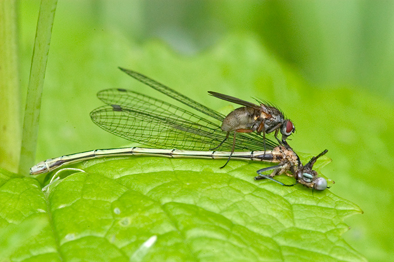 Fly and Damselflly