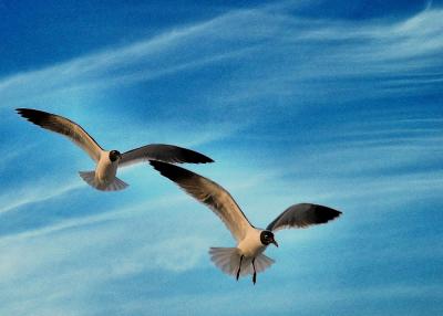 gulls with 5 o'clock shadow