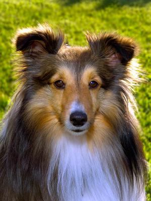 My Dog
