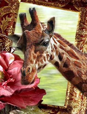 Giraffe.jpg