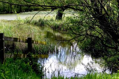 Meadow stream 