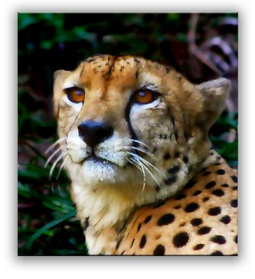 Cheetah 