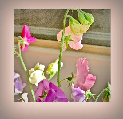 Sweet Peas Framed 1