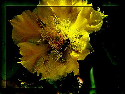 Prickly Pear with Bee  by JKK