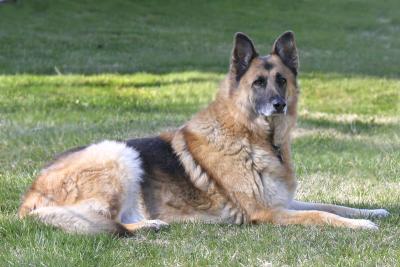 Cody 09