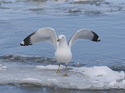 Ring-billed 05