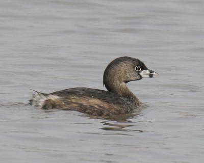 Pied-billed Grebe 01