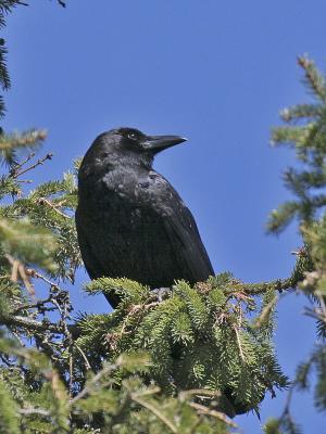 American Crow 04