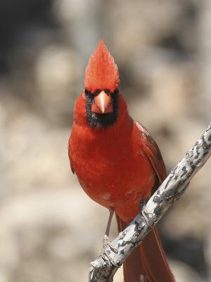 u26/grizzlyike/medium/43406462.NorthernCardinal07.jpg