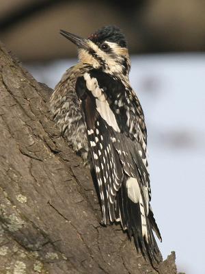 u26/grizzlyike/medium/43406463.YellowbelliedSapsucker02.jpg
