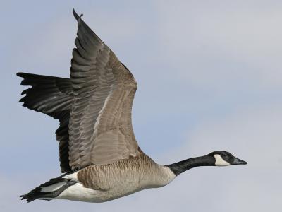 Canada Goose 9