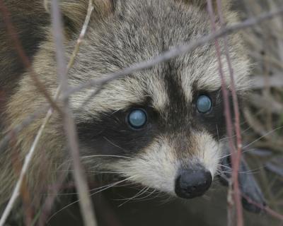 u26/grizzlyike/medium/43406468.Raccoon02.jpg