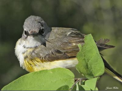 u26/grizzlyike/medium/43976807.AmericanRedstart01.jpg