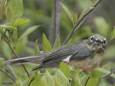 Black-throated Blue 02