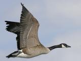 Canada Goose 9