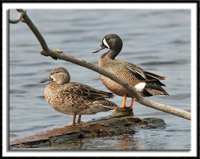 Blue Winged Teal Couple