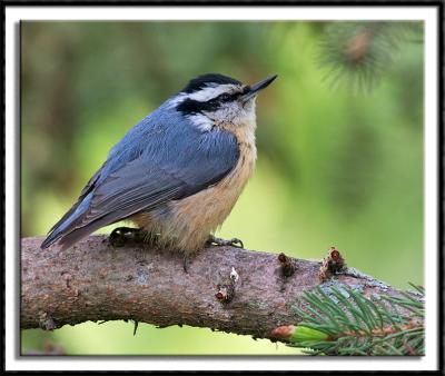 Pudgy Red-Breasted Nuthatch