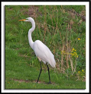 Splendor in the Grass