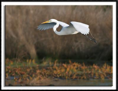 Marsh Flight